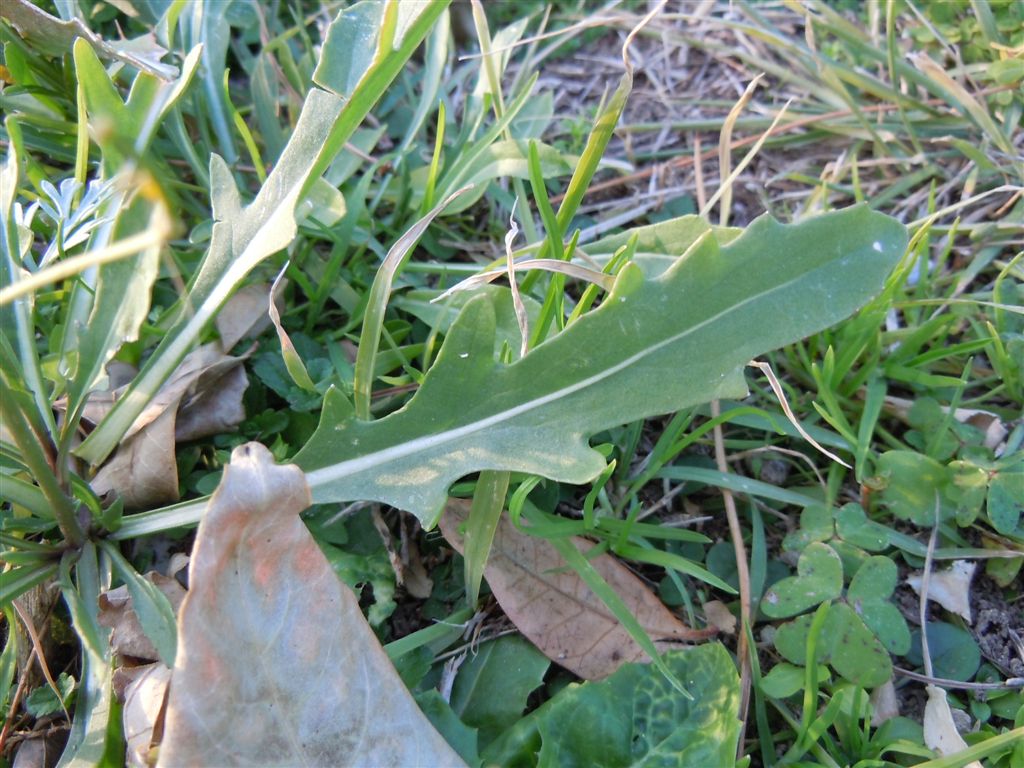 Brassicacea - Diplotaxis tenuifolia